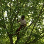 Snoeien van bomen, boomverzorging Buyens