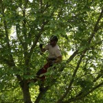 Snoeien van bomen, boomverzorging Buyens