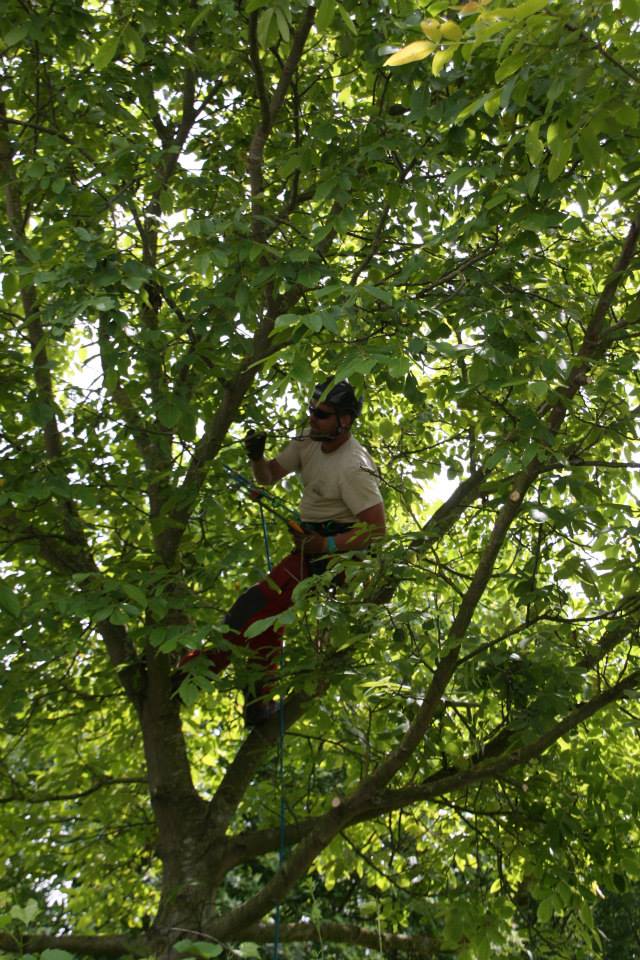 Snoeien van bomen, boomverzorging Buyens