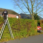 Snoeien & hersnoeien van hagen, boomverzorging Buyens