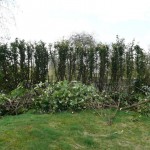 Snoeien & hersnoeien van hagen, boomverzorging Buyens