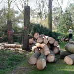 Vellen van bomen, boomverzorging Buyens