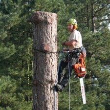 Vellen van bomen, boomverzorging Buyens