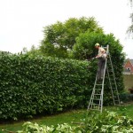 Snoeien & hersnoeien van hagen, boomverzorging Buyens