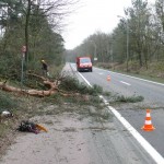 Vellen van bomen, boomverzorging Buyens