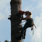 Vellen van bomen, boomverzorging Buyens