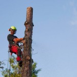 Vellen van bomen, boomverzorging Buyens