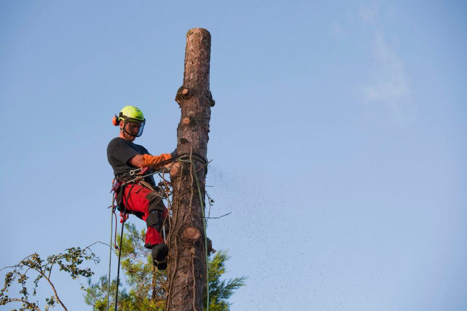 Vellen van bomen, boomverzorging Buyens