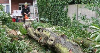 Vellen van bomen, boomverzorging Buyens