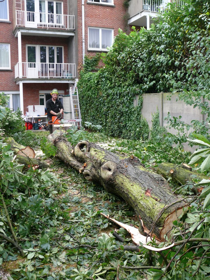 Vellen van bomen, boomverzorging Buyens