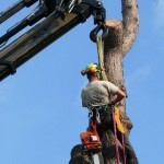 Vellen van bomen, boomverzorging Buyens