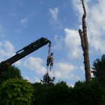 Vellen van bomen, boomverzorging Buyens