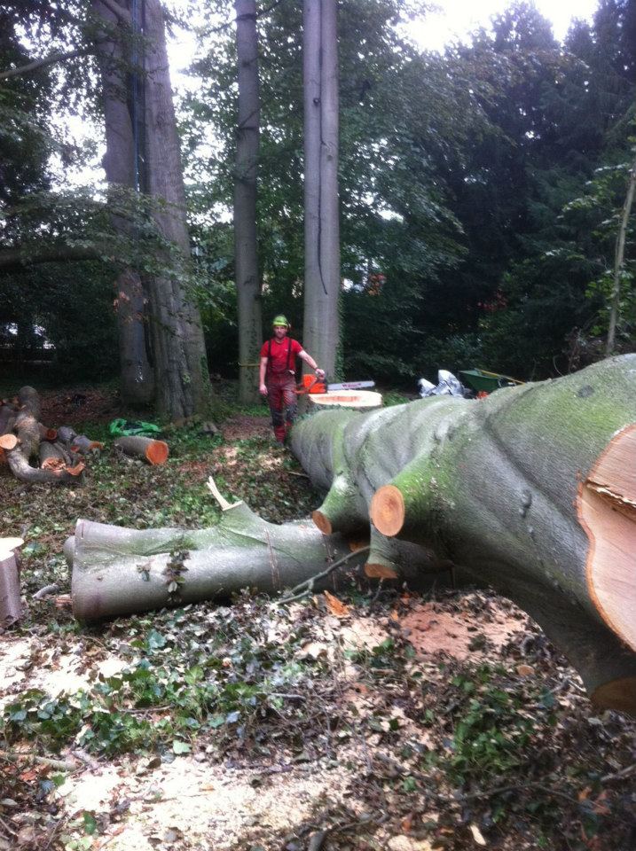 Vellen van bomen, boomverzorging Buyens