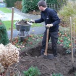 Frezen & uitgraven van wortels, boomverzorging Buyens