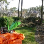 Vellen van bomen, boomverzorging Buyens