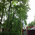 Bestrijden van processierupsen, boomverzorging Buyens