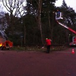 Vellen van bomen, boomverzorging Buyens